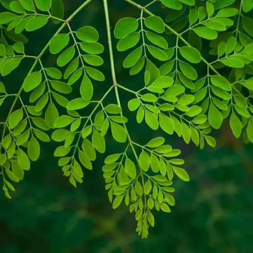 Alpilean Ingredient: Drumstick Tree Leaf (Moringa)