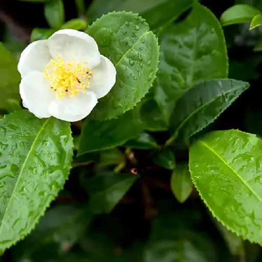 Bazopril Ingredient: Camellia Sinensis
