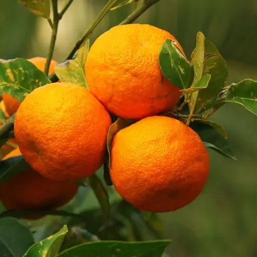 BioLean Ingredient: Bitter Orange