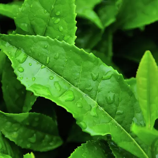 BioLean Ingredient: Green Tea Leaf