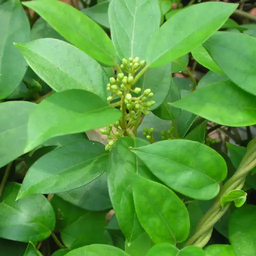 IQ Blast Pro Ingredient: Gymnema Sylvestre