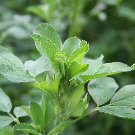 Floralite Ingredient:Alfalfa leaf