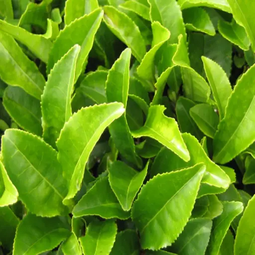 Fungus Elixir Ingredient: Green Tea Leaf