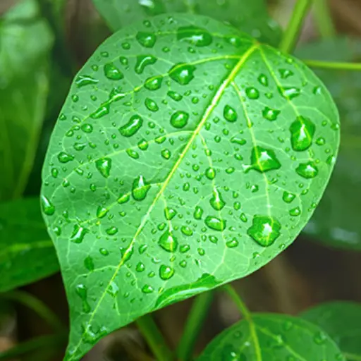GlucoBerry Ingredient: Gymnema Leaf