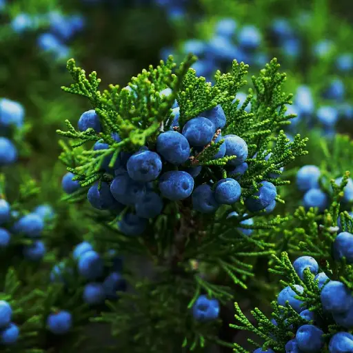 GlucoFreeze Ingredient: Juniper Berries