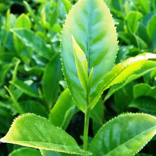 Glucotil Ingredient: Green Tea Extract