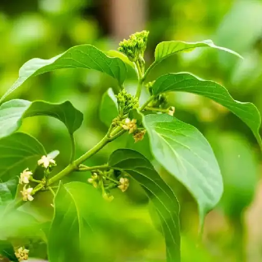 GlucoTru Ingredient: Gurmar Leaf