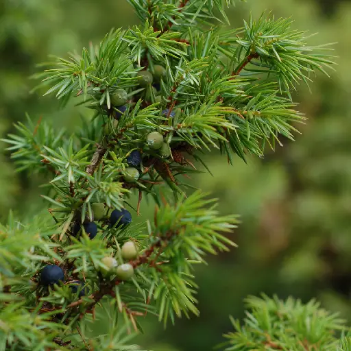 Leanotox Ingredient:Juniperus Communis