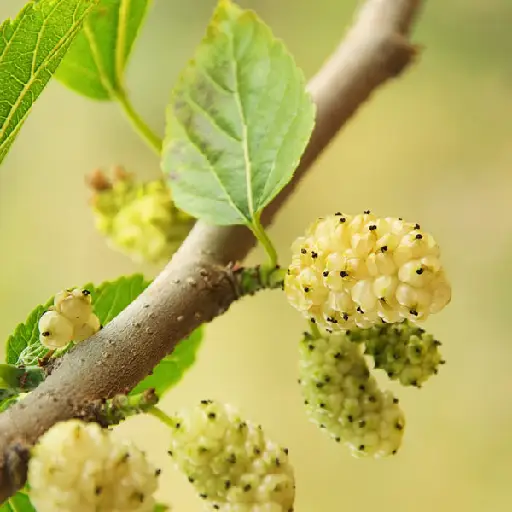 Metamorphx Ingredient: White Mulberry Leaf Extract
