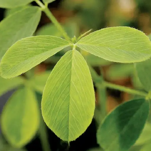 Nagano Tonic Ingredient: Alfalfa Leaf
