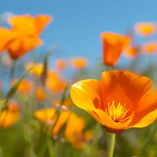 Nerve Fresh Ingredient: California Poppy