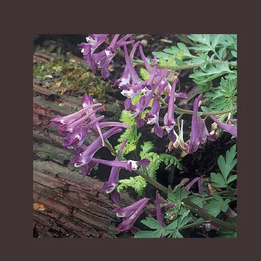 Nerve Fresh Ingredient: Corydalis