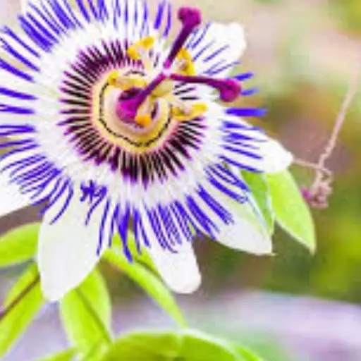 Nerve Fresh Ingredient: Passion Flower