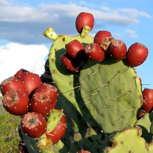 Nerve Fresh Ingredient: Prickly Pear