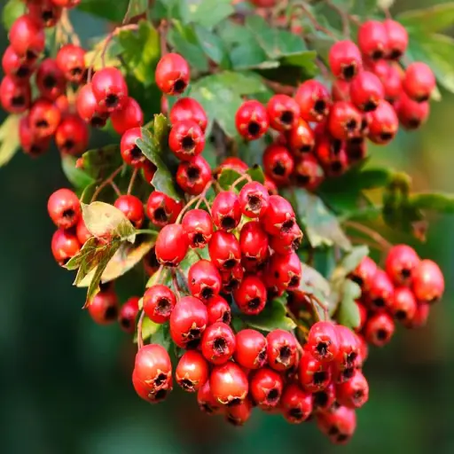 Protoflow Ingredient:  Hawthorn Berries 