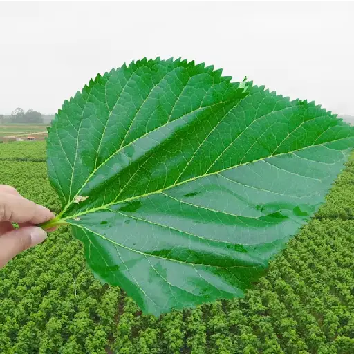 Reversirol Ingredient: Whitemul berry leaf