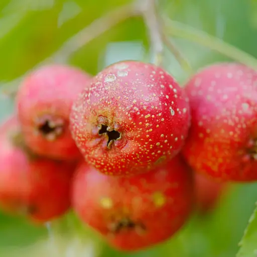 Sonuvita Ingredient: Hawthorn Fruit