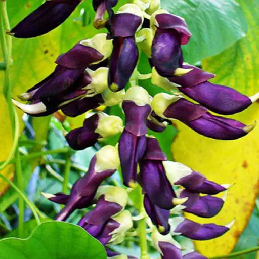 Sonuvita Ingredient: Mucuna Pruriens