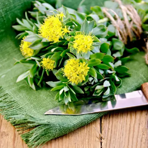 Sonuvita Ingredient: Rhodiola Rosea