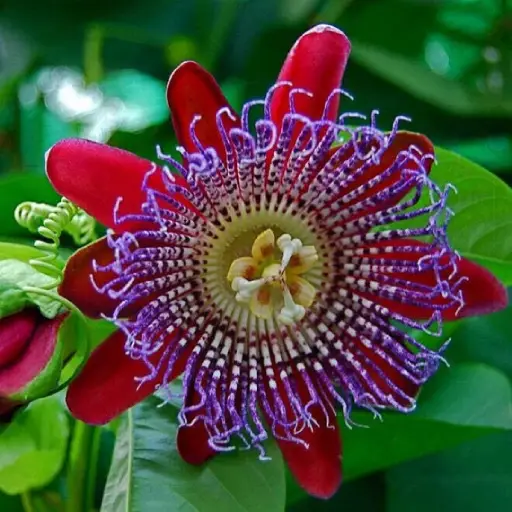 Spinal Force  Ingredient:Passion Flower