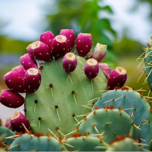 Spinal Force Ingredient: Prickly Pear