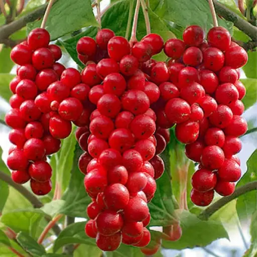 Sugar Balance Ingredient: Schizandra Fruit