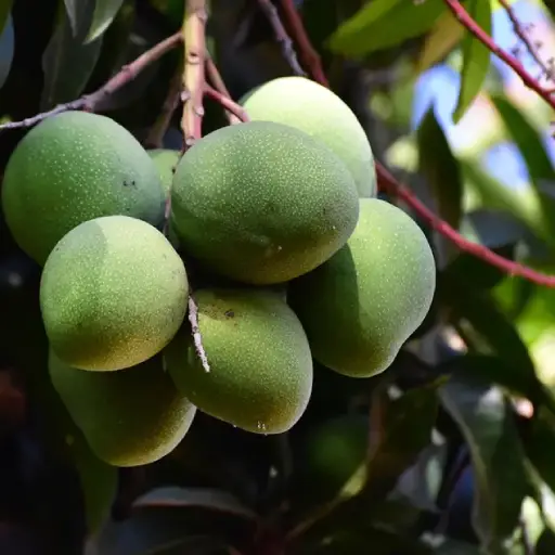 Sugar Defender Ingredient: African Mango
