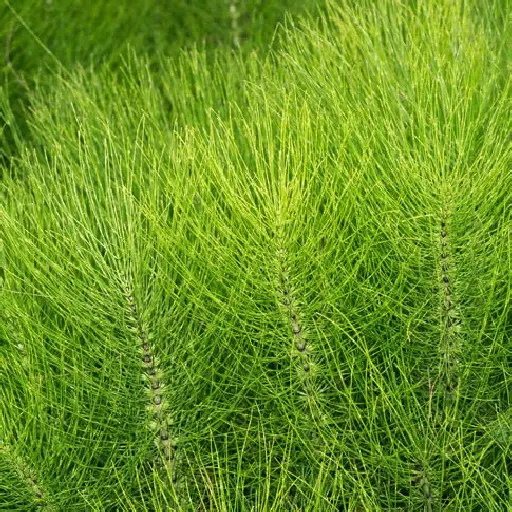 Trichofol Ingredient: Horsetail Extract