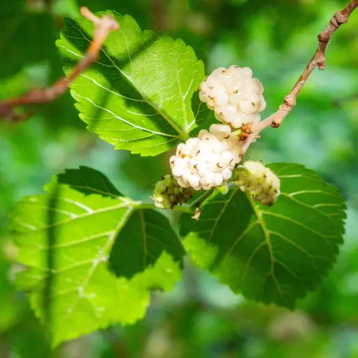 Triple Blood Balance Ingredient: White Mulberry Leaves