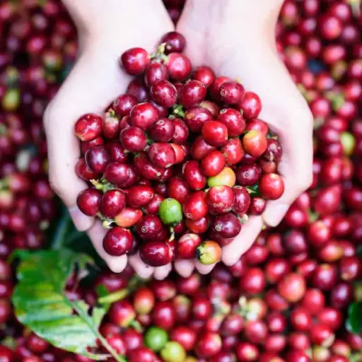 Triple Cognigen Plus Ingredient: Coffee Fruit Extract