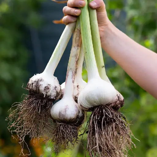 Triple Fungus Blast Ingredient: Garlic