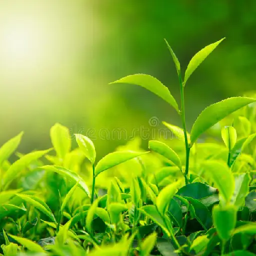 Triple Fungus Blast Ingredient: Green Tea Leaf