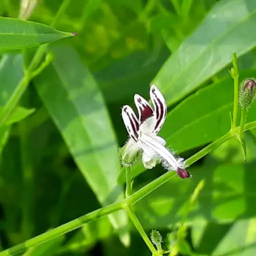 Triple Joint Health Ingredient: Andrographis Paniculata