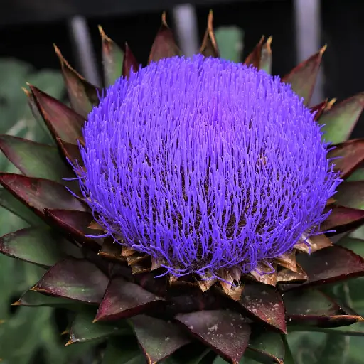 Triple Liver Health Ingredient: Artichoke