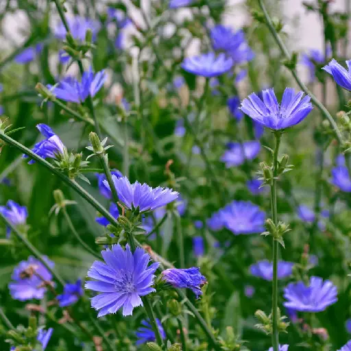 Triple Liver Health Ingredient:Chicory