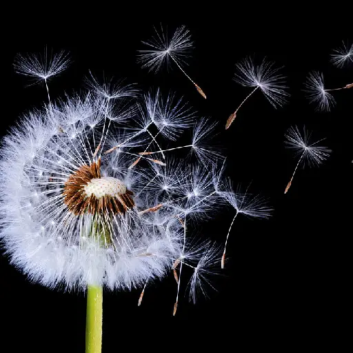 Triple Liver Health Ingredient: Dandelion