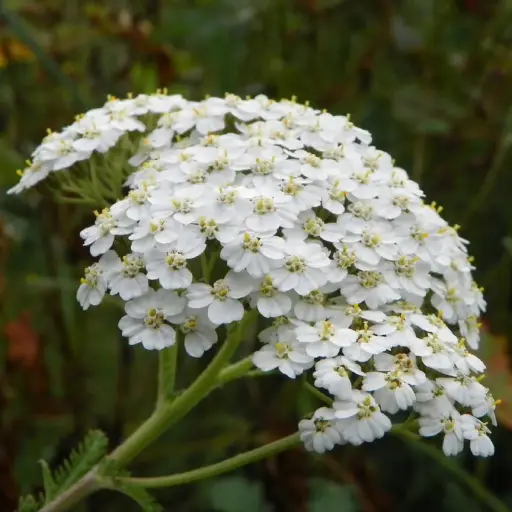 Triple Liver Health Ingredient: Yarrow