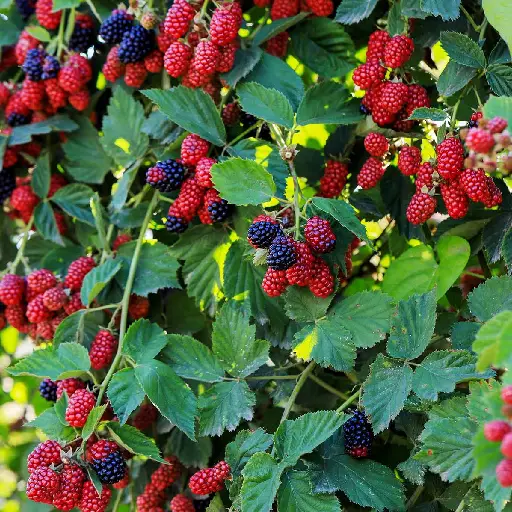 Triple Metabo-Greens Ingredient: Raspberries 