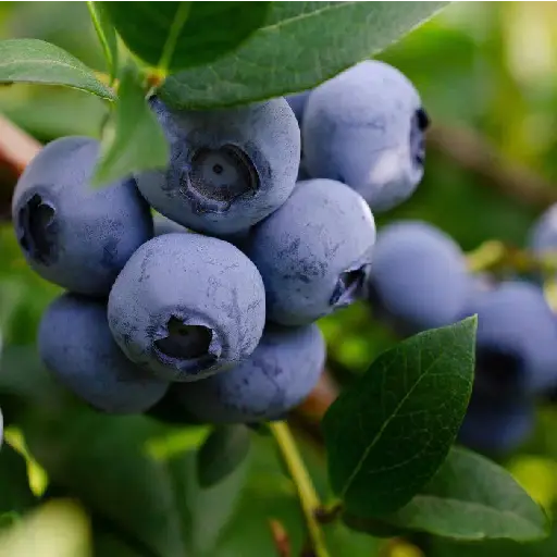 Triple Metabo-Greens Ingredient: Blueberry