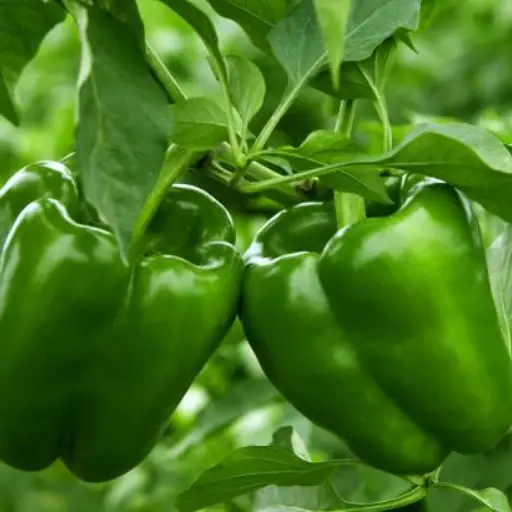 Triple Metabo-Greens Ingredient: Green Bell Pepper