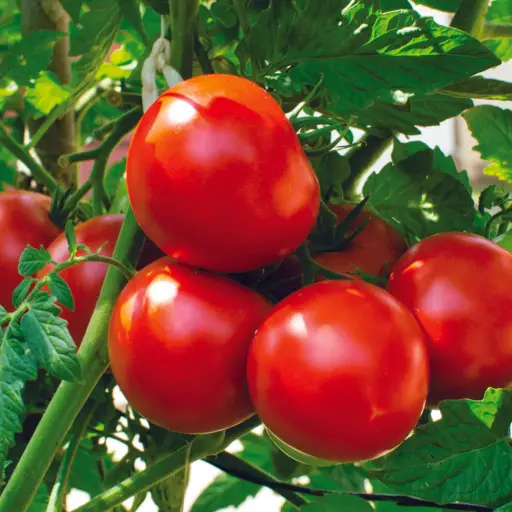 Triple Metabo-Greens Ingredient: Tomato 
