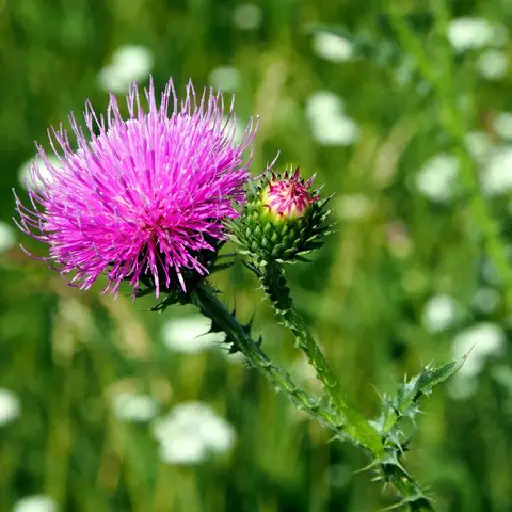 Triple Metabolism Formula Ingredient: Milk Thistle