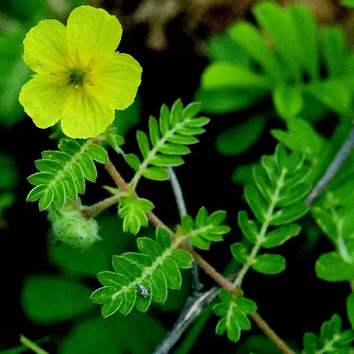 Triple Testo Boost Ingredient: Tribulus Terrestris