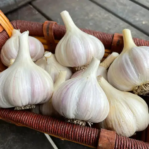 Triple Tinnitus Formula Ingredient: Garlic Bulb