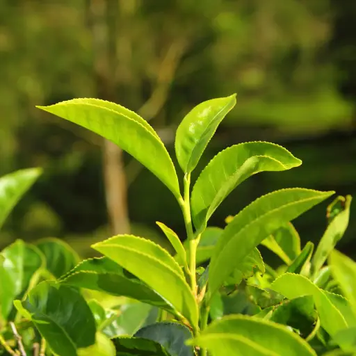 Triple Tinnitus Formula Ingredient: Green Tea Leaf