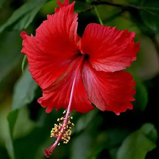 Triple Tinnitus Formula Ingredient: Hibiscus Flower