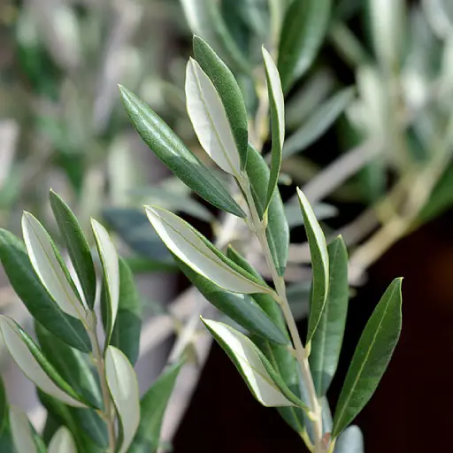 Triple Tinnitus Formula Ingredient: Olive Leaf 