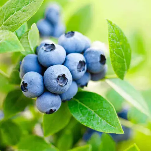 VisiSharp Ingredient: Bilberry