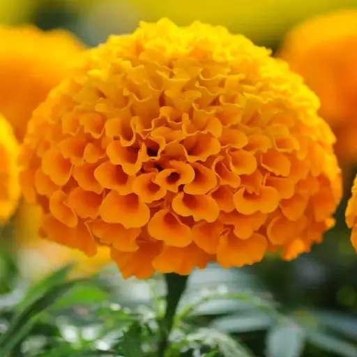 VisiSharp Ingredient: Marigold Flower