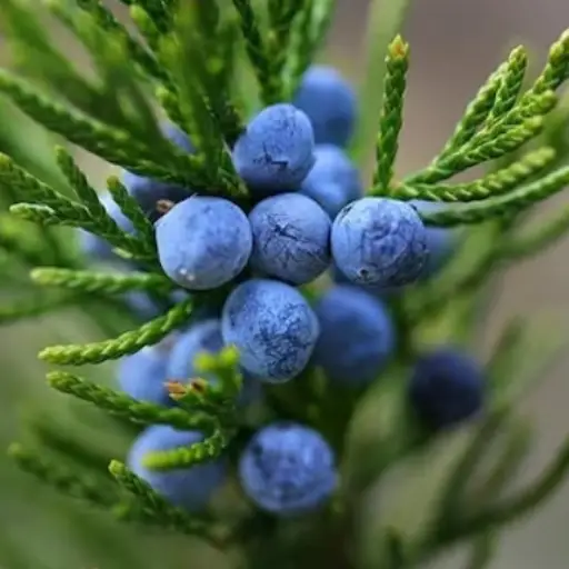 VitaHear Plus Ingredient: Juniper Berries